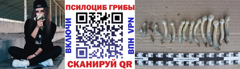 Галлюциногенные грибы прущие грибы  Пионерский 